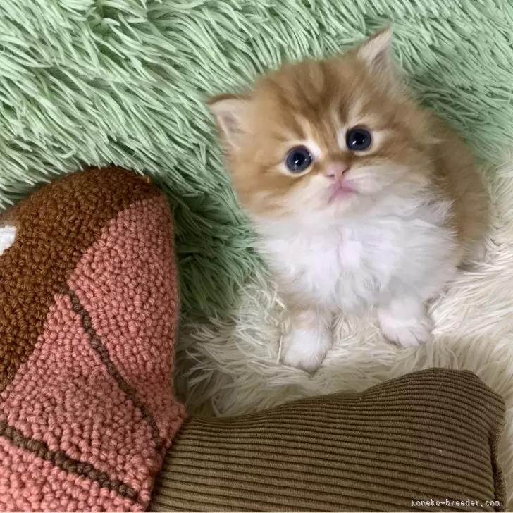 ID:2502-01736の子猫