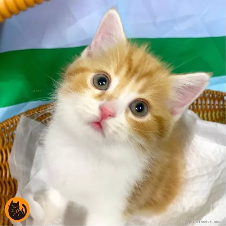 たまゆい 様のお迎えした子猫