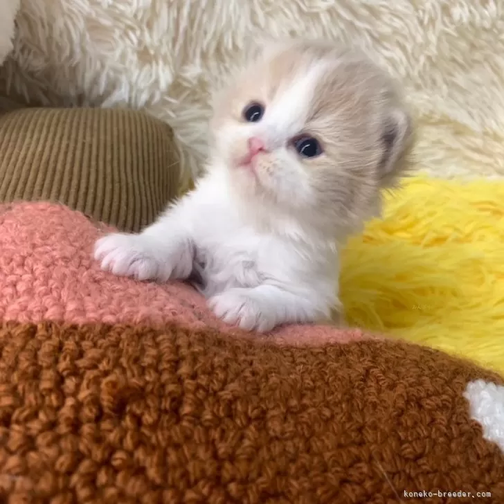 ID:2501-02059の子猫