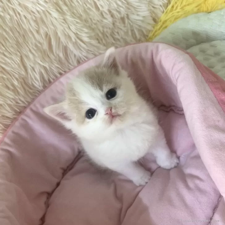 ID:2503-02563の子猫