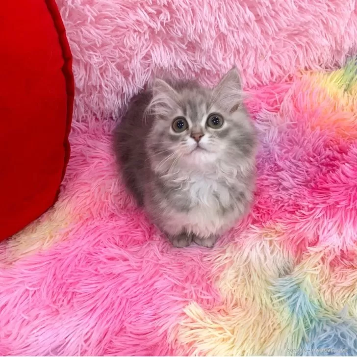 ID：2503-02112の子猫