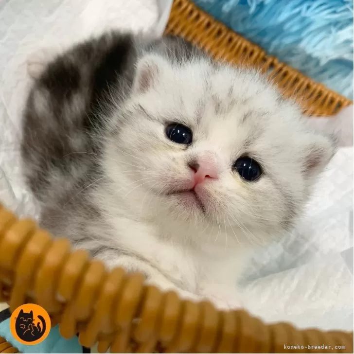 M.H 様のお迎えした子猫