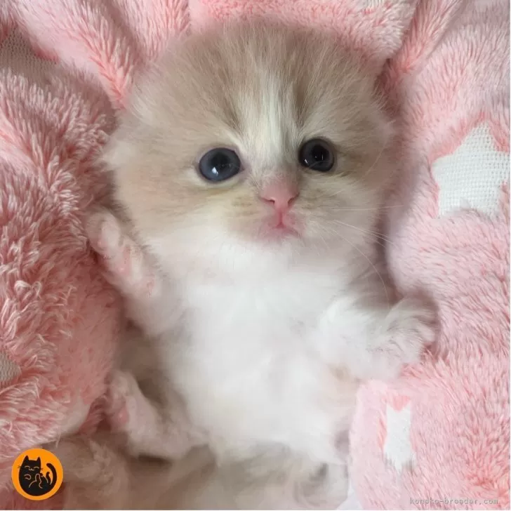 Y.M 様のお迎えした子猫