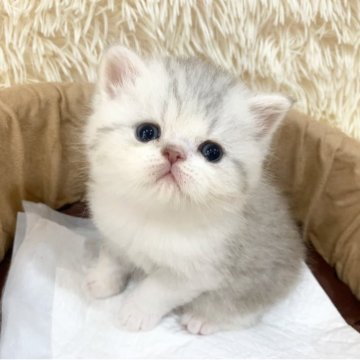 エキゾチックショートヘア【大阪府・男の子・2025年4月17日・シルバータビー&ホワイト（短毛）】の写真「かわいい男の子」
