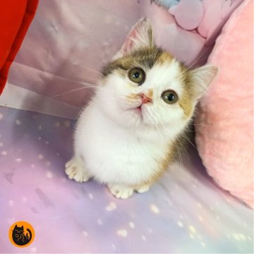 マンチカン(短足)【大阪府・女の子・2025年9月19日・キャリコ（短毛）】の写真「かわいい女の子」