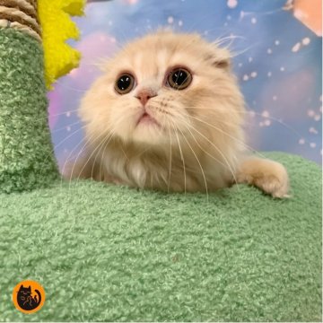 スコティッシュフォールド(折れ耳)【大阪府・男の子・2025年9月12日・クリームタビー&ホワイト（ロング）】の写真「🏆全国第1位受賞🏆スコティッシュフォールド」