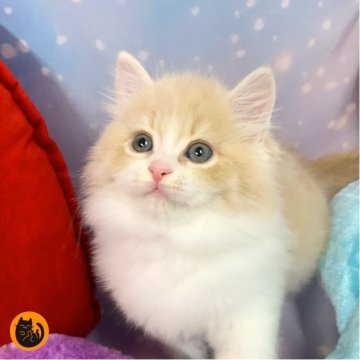 スコティッシュフォールド(立ち耳)【大阪府・男の子・2025年9月29日・クリームタビー&ホワイト（セミロング）】の写真「🏆全国第1位受賞🏆スコティッシュフォールド」