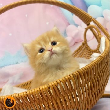 スコティッシュフォールド(立ち耳)【大阪府・女の子・2025年9月25日・レッドタビー（セミロング）】の写真「🏆全国第1位受賞🏆スコティッシュフォールド」