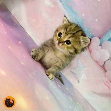 スコティッシュフォールド(立ち耳)【大阪府・女の子・2025年12月3日・ブラウンパッチドタビー（短毛）】の写真「🏆全国第1位受賞🏆スコティッシュフォールド」