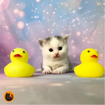 スコティッシュフォールド(立ち耳)【大阪府・男の子・2025年11月6日・ブルータビー&ホワイト（短毛）】の写真「🏆全国第1位受賞🏆スコティッシュフォールド」