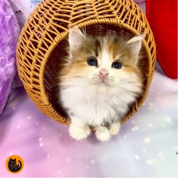 マンチカン(長足)【大阪府・女の子・2025年10月10日・キャリコ（セミロング）】の写真「かわいい女の子」