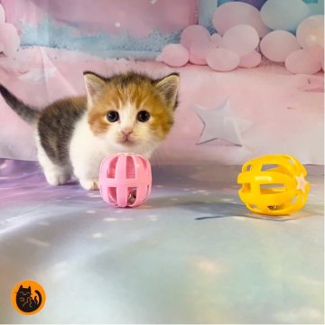 マンチカン(短足)【大阪府・女の子・2025年9月27日・キャリコ（短毛）】の写真「かわいい女の子」