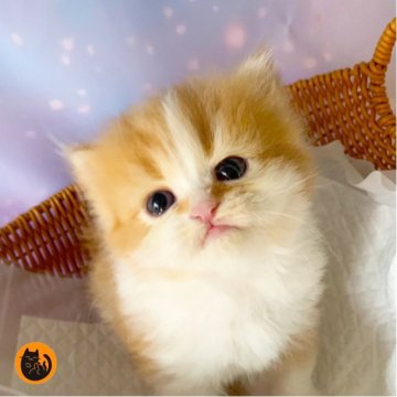 スコティッシュフォールド(立ち耳)【大阪府・男の子・2025年10月3日・レッドタビー&ホワイト（セミロング）】の写真「🏆全国第1位受賞🏆スコティッシュフォールド」