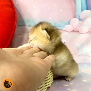 ブリティッシュショートヘア【大阪府・女の子・2025年11月16日・ゴールド（短毛）】の写真「まんまるの女の子」