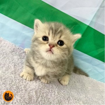 マンチカン(短足)【大阪府・男の子・2025年9月2日・ブルータビー（短毛）】の写真「かわいい男の子」