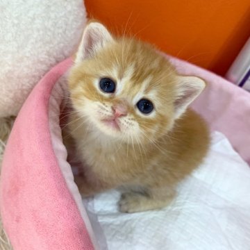 スコティッシュフォールド(立ち耳)【大阪府・女の子・2025年3月23日・レッドタビー（短毛）】の写真「🏆全国第1位受賞🏆スコティッシュフォールド」