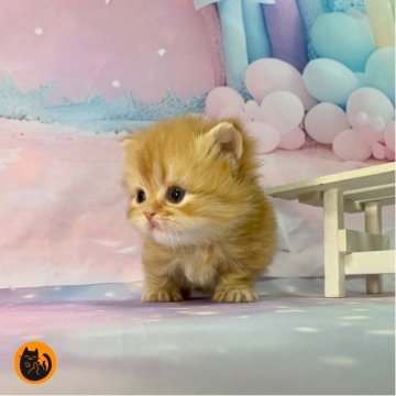 ミヌエット(短足)【大阪府・女の子・2025年11月22日・レッドタビー（ロング）】の写真「かわいい女の子」