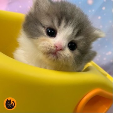 スコティッシュフォールド(立ち耳)【大阪府・男の子・2025年9月7日・ブルータビー&ホワイト（ロング）】の写真「🏆全国第1位受賞🏆スコティッシュフォールド」