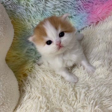 マンチカン(長足)【大阪府・女の子・2025年1月8日・レッドタビー&ホワイト（ロング）】の写真「かわいい女の子」
