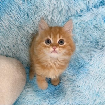 マンチカン(長足)【大阪府・男の子・2025年4月17日・レッドタビー（ロング）】の写真「かわいい男の子」