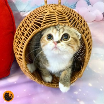 スコティッシュフォールド(折れ耳)【大阪府・女の子・2025年7月27日・ブラウンパッチドタビー&ホワイト（短毛）】の写真「🏆全国第1位受賞🏆スコティッシュフォールド」