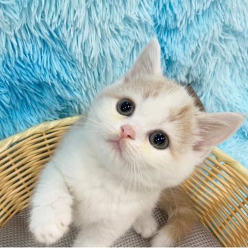 マンチカン(長足)【大阪府・男の子・2025年4月23日・クリームタビー&ホワイト（短毛）】の写真「かわいい男の子」