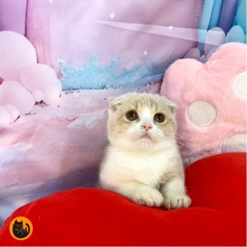 スコティッシュフォールド(折れ耳)【大阪府・女の子・2025年9月26日・クリームタビー&ホワイト（短毛）】の写真「🏆全国第1位受賞🏆スコティッシュフォールド」
