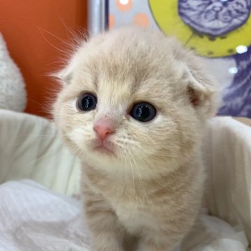 スコティッシュフォールド(折れ耳)【大阪府・男の子・2025年3月25日・クリームタビー（短毛）】の写真「🏆全国第1位受賞🏆スコティッシュフォールド」