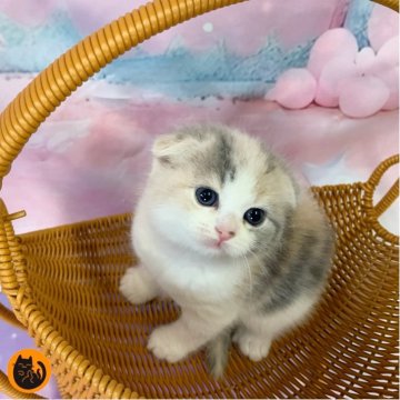 スコティッシュフォールド(立ち耳)【大阪府・女の子・2025年11月6日・ダイリュートキャリコ（短毛）】の写真「🏆全国第1位受賞🏆スコティッシュフォールド」