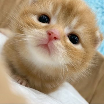 スコティッシュフォールド(立ち耳)【大阪府・男の子・2025年6月13日・レッドタビー（短毛）】の写真「🏆全国第1位受賞🏆スコティッシュフォールド」