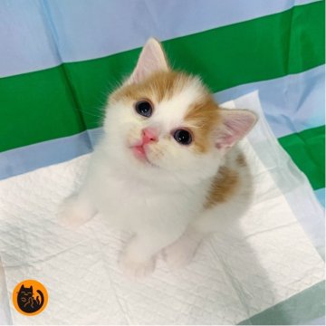 マンチカン(長足)【大阪府・男の子・2025年8月18日・レッドタビー&ホワイト（短毛）】の写真「かわいい男の子」