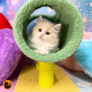 スコティッシュフォールド(立ち耳)【大阪府・男の子・2025年9月29日・クリームタビー&ホワイト（セミロング）】の写真「🏆全国第1位受賞🏆スコティッシュフォールド」