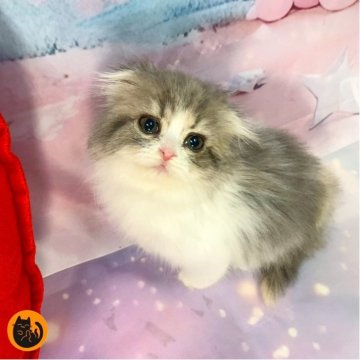 スコティッシュフォールド(折れ耳)【大阪府・女の子・2025年10月12日・ダイリュートキャリコ（ロング）】の写真「🏆全国第1位受賞🏆スコティッシュフォールド」