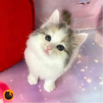 スコティッシュフォールド(立ち耳)【大阪府・女の子・2025年9月29日・ダイリュートキャリコ（セミロング）】の写真「🏆全国第1位受賞🏆スコティッシュフォールド」