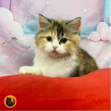 スコティッシュフォールド(立ち耳)【大阪府・女の子・2025年8月10日・キャリコ（ロング）】の写真「🏆全国第1位受賞🏆スコティッシュフォールド」