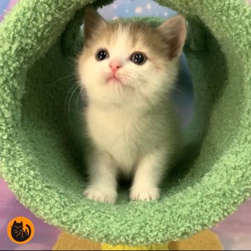 スコティッシュフォールド(立ち耳)【大阪府・男の子・2025年10月17日・クリームタビー&ホワイト（短毛）】の写真「🏆全国第1位受賞🏆スコティッシュフォールド」