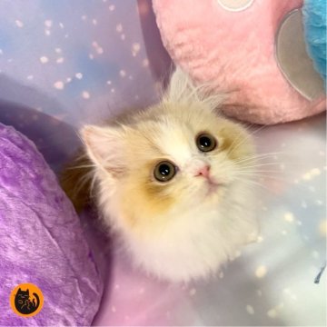 スコティッシュフォールド(立ち耳)【大阪府・男の子・2025年9月20日・クリームタビー&ホワイト（ロング）】の写真「🏆全国第1位受賞🏆スコティッシュフォールド」