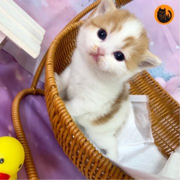 スコティッシュフォールド(立ち耳)【大阪府・女の子・2025年11月6日・レッドタビー&ホワイト（短毛）】の写真「🏆全国第1位受賞🏆スコティッシュフォールド」