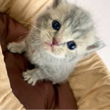 スコティッシュフォールド(立ち耳)【大阪府・男の子・2025年6月4日・ブルータビー（セミロング）】の写真「🏆全国第1位受賞🏆スコティッシュフォールド」