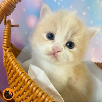 スコティッシュフォールド(立ち耳)【大阪府・男の子・2025年9月29日・クリームタビー&ホワイト（セミロング）】の写真「🏆全国第1位受賞🏆スコティッシュフォールド」