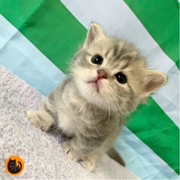 マンチカン(短足)【大阪府・男の子・2025年9月2日・ブルータビー（短毛）】の写真「かわいい男の子」