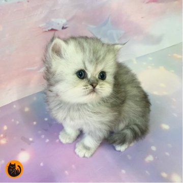 ミヌエット(長足)【大阪府・女の子・2025年11月11日・シルバータビー&ホワイト（ロング）】の写真「かわいい女の子」