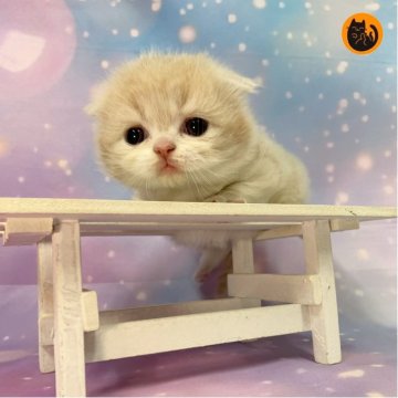 スコティッシュフォールド(折れ耳)【大阪府・男の子・2025年11月19日・クリームタビー&ホワイト（セミロング）】の写真「🏆全国第1位受賞🏆スコティッシュフォールド」