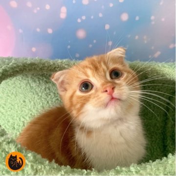 スコティッシュフォールド(折れ耳)【大阪府・男の子・2025年8月20日・レッドタビー&ホワイト（短毛）】の写真「🏆全国第1位受賞🏆スコティッシュフォールド」