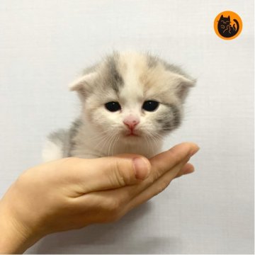 スコティッシュフォールド(立ち耳)【大阪府・女の子・2025年11月6日・ダイリュートキャリコ（短毛）】の写真「🏆全国第1位受賞🏆スコティッシュフォールド」