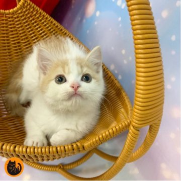 スコティッシュフォールド(立ち耳)【大阪府・男の子・2025年10月17日・クリームタビー&ホワイト（短毛）】の写真「🏆全国第1位受賞🏆スコティッシュフォールド」