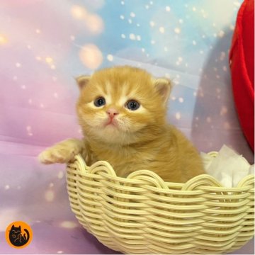 スコティッシュフォールド(立ち耳)【大阪府・男の子・2025年12月8日・レッドタビー（セミロング）】の写真「🏆全国第1位受賞🏆スコティッシュフォールド」