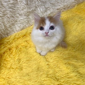 マンチカン(長足)【大阪府・男の子・2024年10月27日・レッドタビー&ホワイト（ロング）】の写真「かわいい男の子」