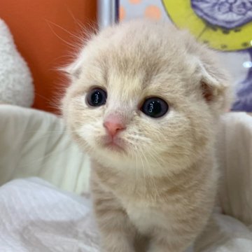 スコティッシュフォールド(折れ耳)【大阪府・男の子・2025年3月25日・クリームタビー（短毛）】の写真「🏆全国第1位受賞🏆スコティッシュフォールド」