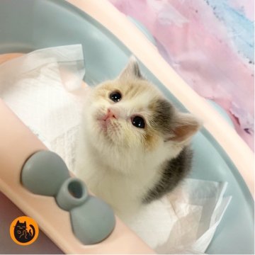 スコティッシュフォールド(立ち耳)【大阪府・女の子・2025年10月17日・ダイリュートキャリコ（短毛）】の写真「🏆全国第1位受賞🏆スコティッシュフォールド」